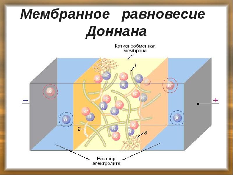 Мембранное равновесие Доннана Мембранное равновесие Доннана