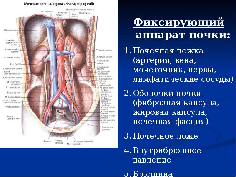 Моторная система человека