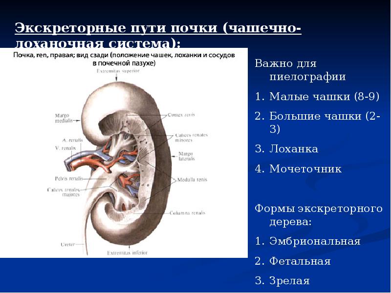 Строение стенки почечных чашек и лоханки