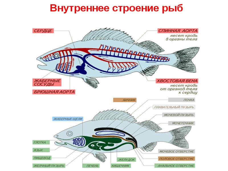 Внутреннее строение рыбы рисунок биология 7 класс