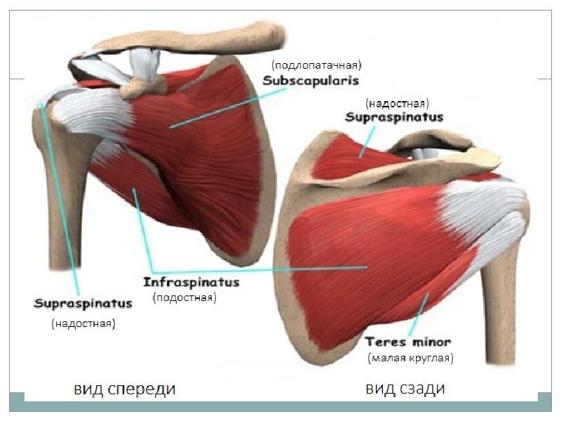 Надостном тендините. Подостная мышца плечевого сустава. Сухожилие надостной мышцы анатомия. Ротаторная манжета плечевого сустава анатомия. Надостная мышца мышца.