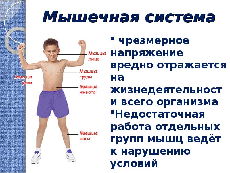 Пагубно отразиться. Мышечная система ребенка. Преддошкольный период костно мышечная система. Психофизиологические особенности младших школьников. Мышечная система ребенка 1-3 года.