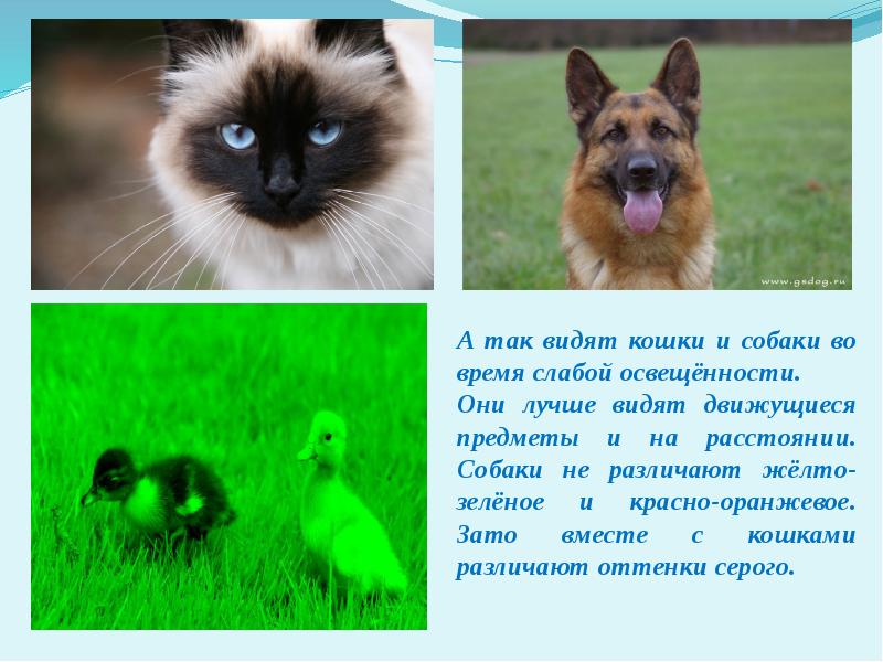 Имеют ли животные. Какими цветами видят животные. Собаки и кошки различают цвета. Зрение собак и кошек. Какие животные видят в цвете.