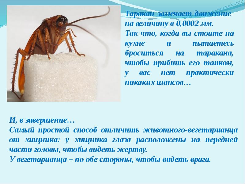 Таракан по английски. Презентация на тему тараканы. Доклад о тараканах. Органы зрения таракана.