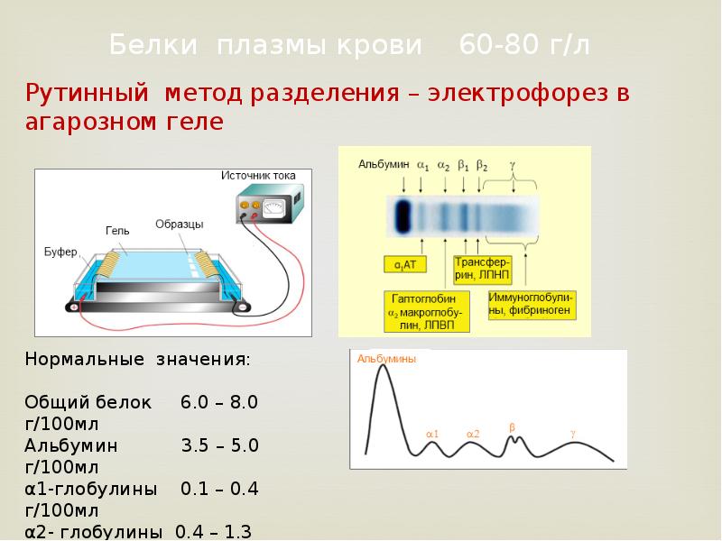 Электрофорез белков. Метод электрофореза сыворотки крови. Разделение белков методом электрофореза. Разделение белковых фракций крови методом электрофореза. Электрофорез белковых фракций крови.