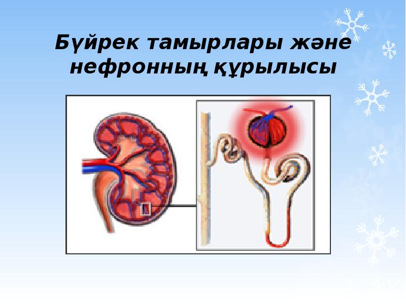 Бүйрек жетіспеушілігі презентация