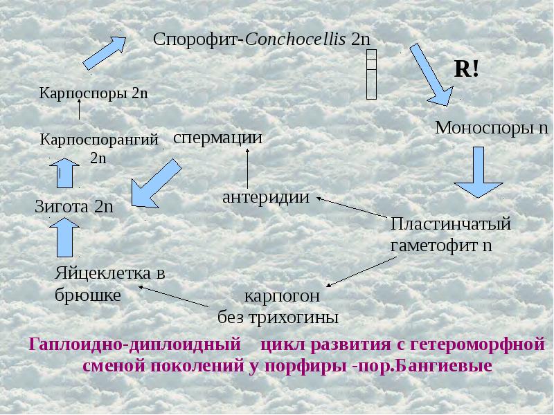 Современная систематика водорослей