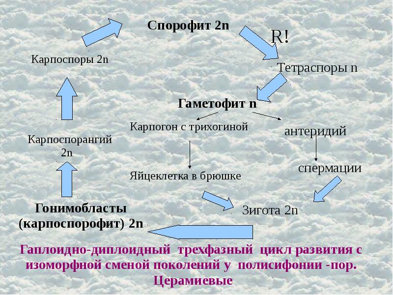 Какие признаки лежат в основе систематики водорослей