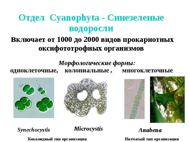 Классификация водорослей схема