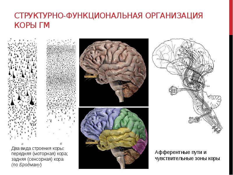 Основные понятия нейропсихологии презентация