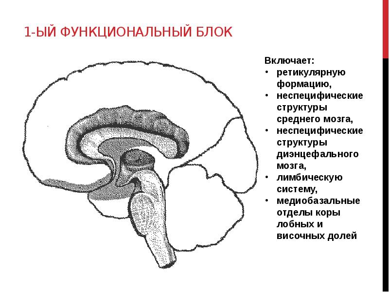 Основные понятия нейропсихологии презентация