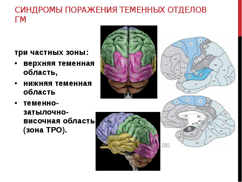 Основные понятия нейропсихологии презентация