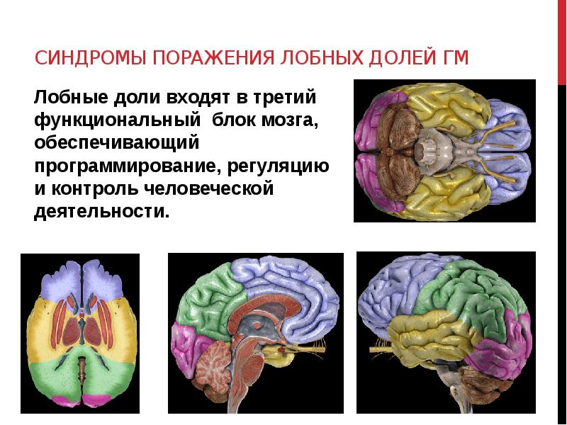Функции лобного отдела мозга