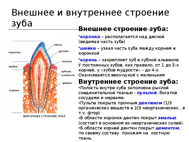 Пищеварительная система огэ презентация