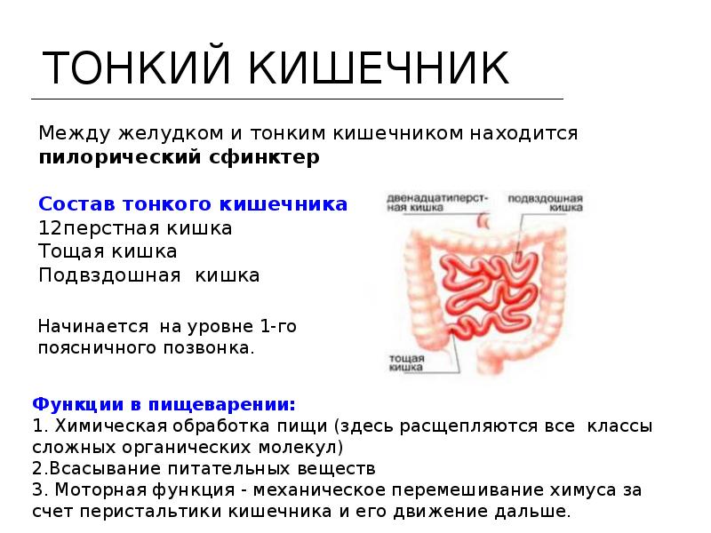 Тонкая кишка биология. Тонкий кишечник строение и функции. Строение и функции тонкого отдела кишечника. Тонкий отдел кишечника функции. Тонкая кишка отделы строение функции.