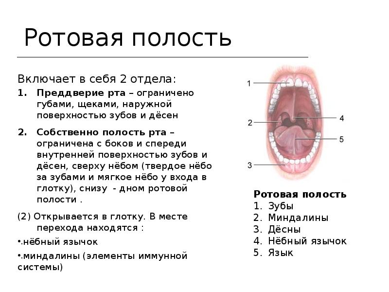 Строение ротовой полости преддверие рта