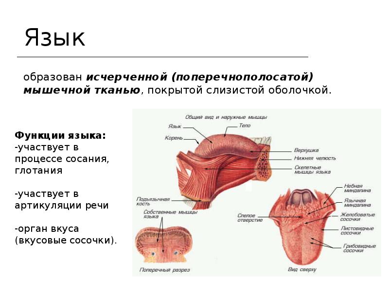 Анатомия языка картинки