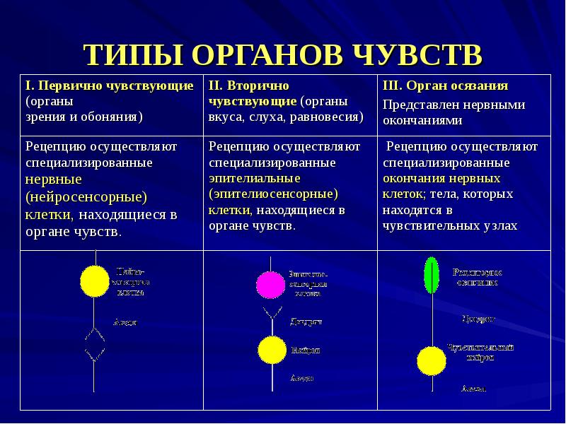 Клетки чувства