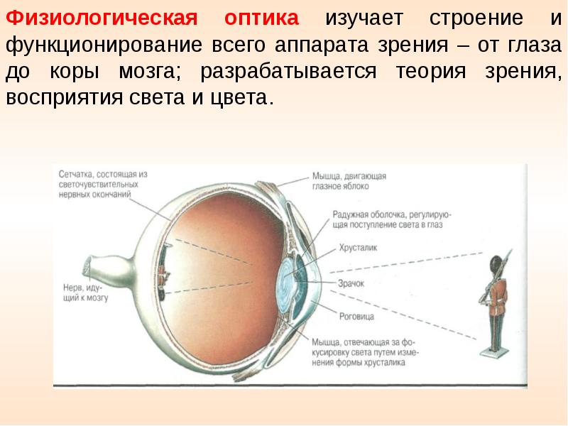 Физиологическая оптика. Оптическое строение глаза. Структура оптической системы глаза. Оптическая система глаза зрение.
