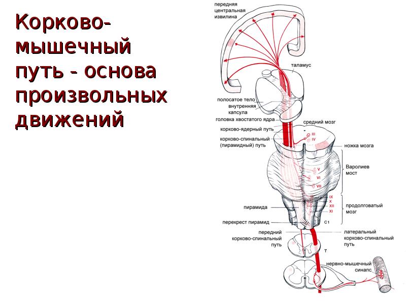 Схема кортико нуклеарного пути