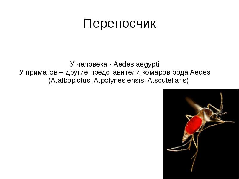 Геморрагическая лихорадка денге презентация