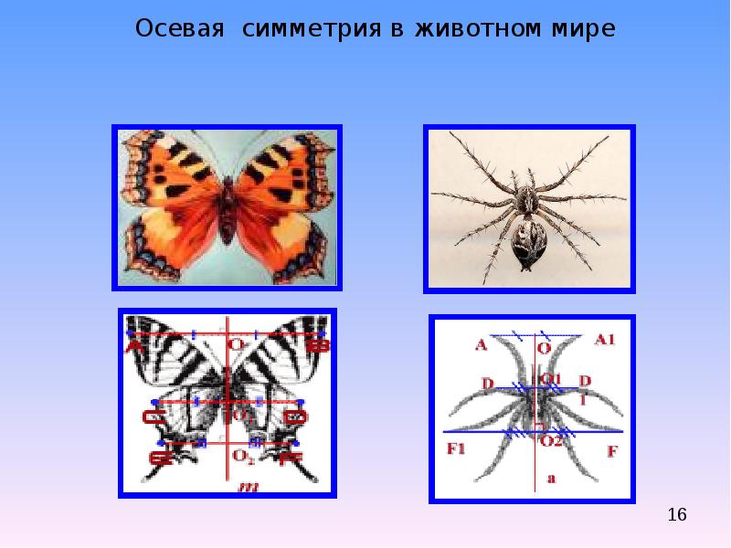 Центральная и осевая симметрия в природе презентация