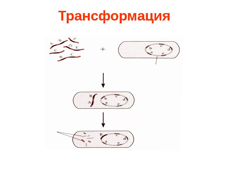 Схема трансдукция у бактерий