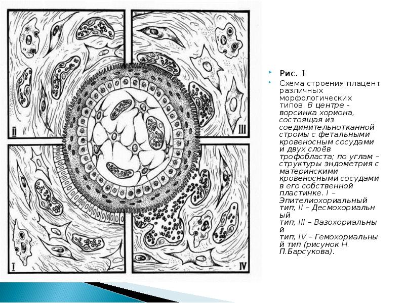 Плацента гистология рисунок