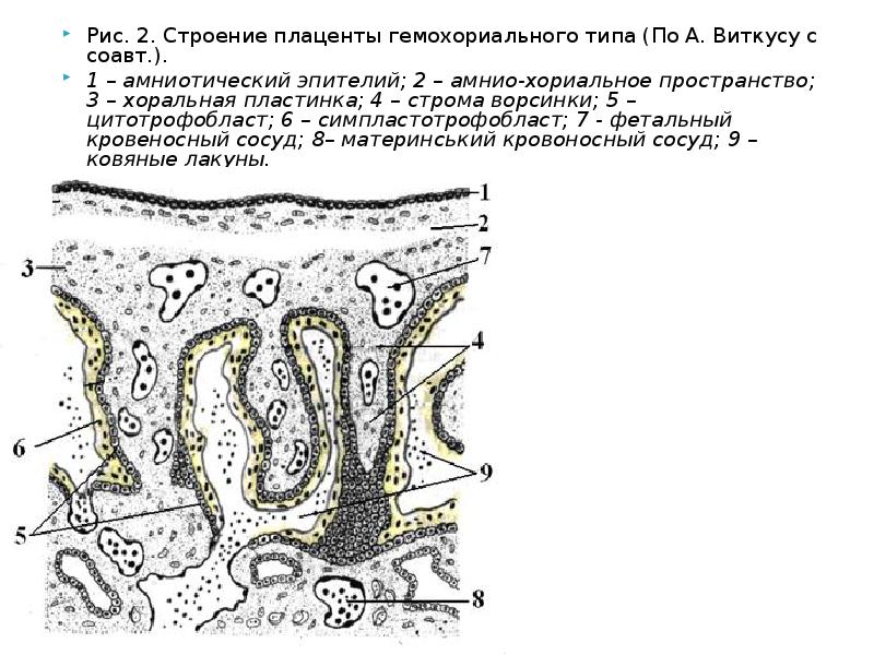 Плацента гистология. Гемохориальная плацента строение. Гемохориальная плацента гистология. Плодная часть плаценты схема. Плацента гемохориального типа гистология.