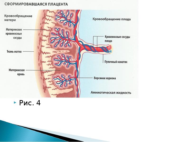 Подпишите самостоятельно на рисунке следующие органы плацента пуповина матка