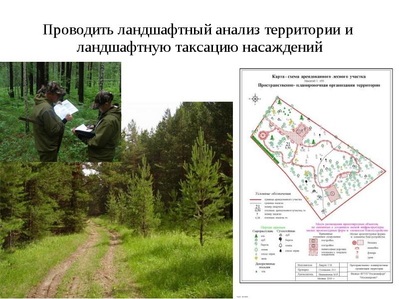Правила составления проекта освоения лесов - 80 фото