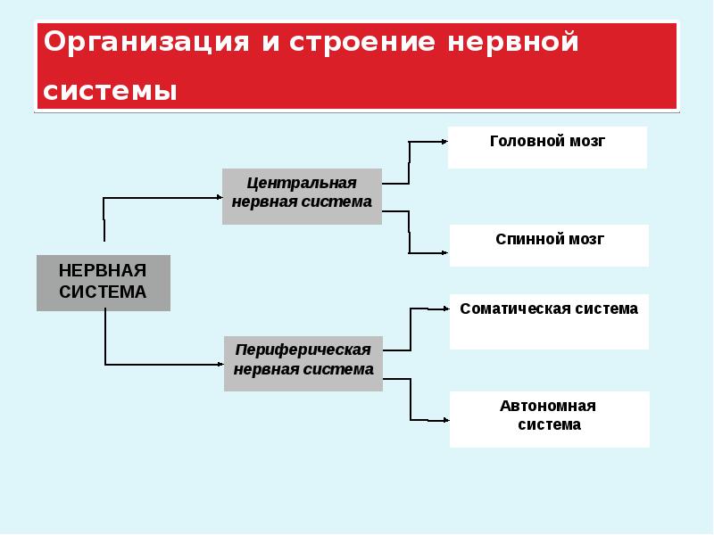 Блоки цнс. Ретикулярная формация лурия. Блоки нервной системы. Энергетический блок или блок регуляции уровня активности мозга это. Структурные блоки нервной системы.