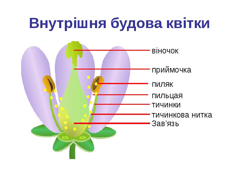 Генеративные органы растений презентация