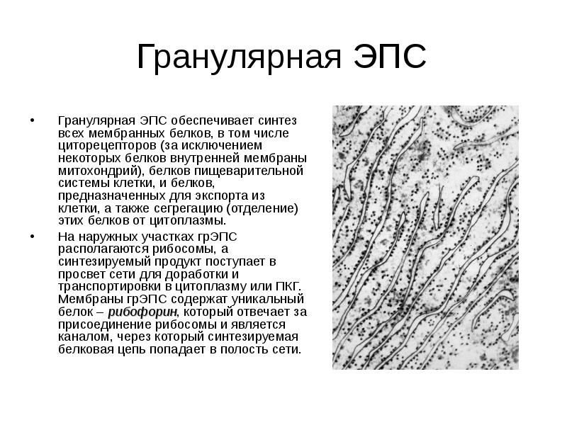 Белки эндоплазматического ретикулума