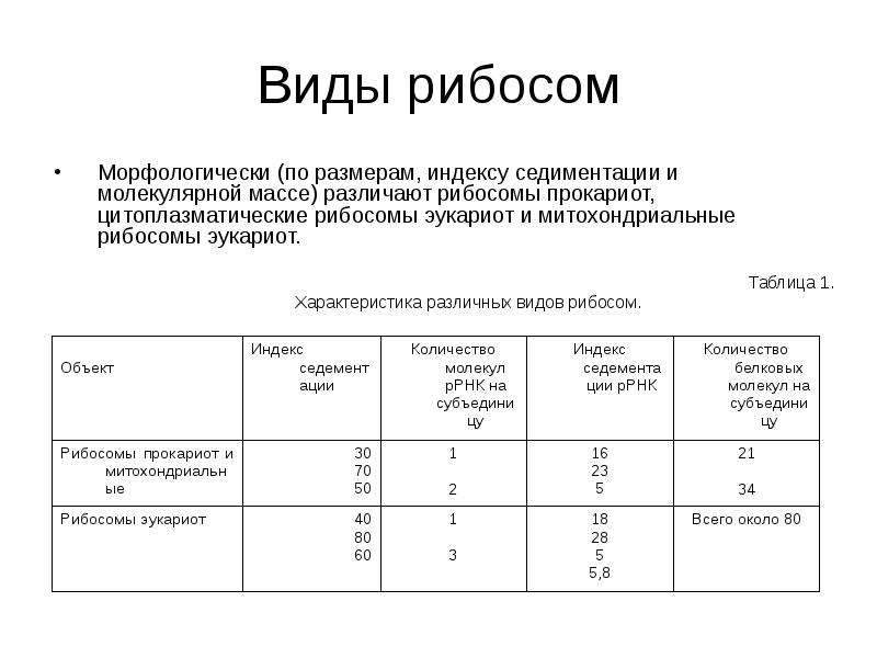 коэффициент рибосом. 80 s рибосомы эукариот. строение рибосом биохимия. рибосомы 70s строение. характеристика рибосом прокариот и эукариот.