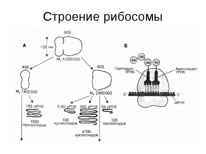 На рисунке изображена молекула органического вещества эукариотической клетки молекула какого класса