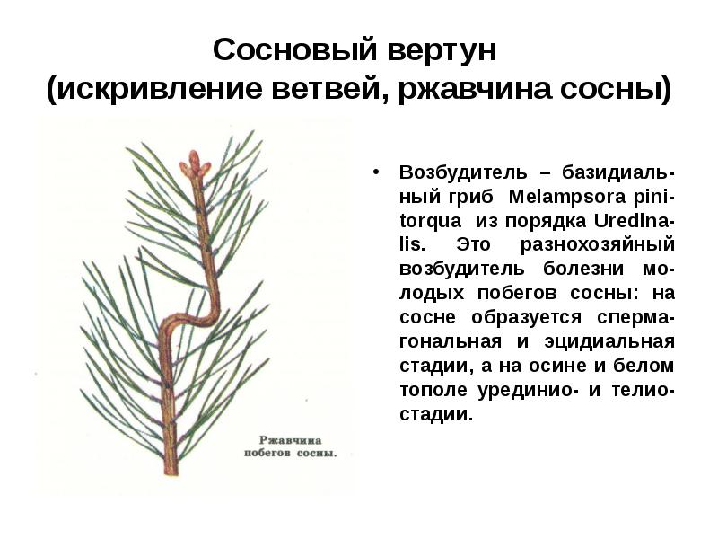 В мужских шишках сосны образуются