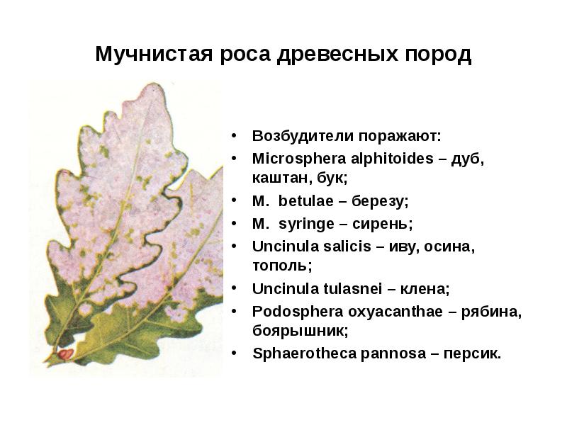 Мучнистая роса презентация