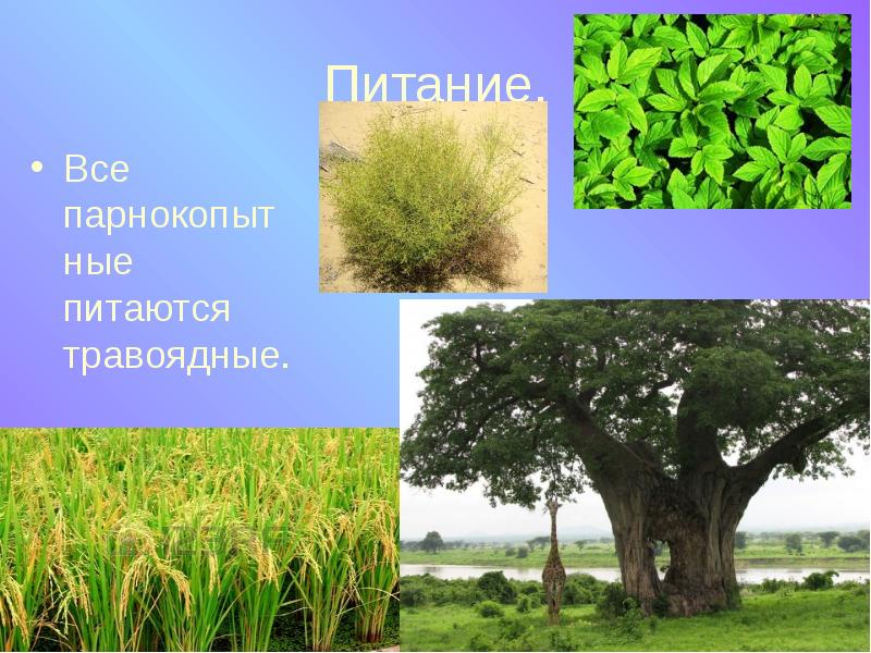 Питание. Все парнокопытные питаются травоядные.