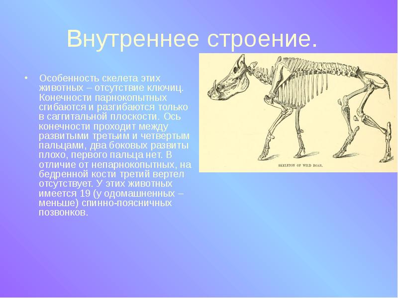 Презентация по биологии парнокопытные