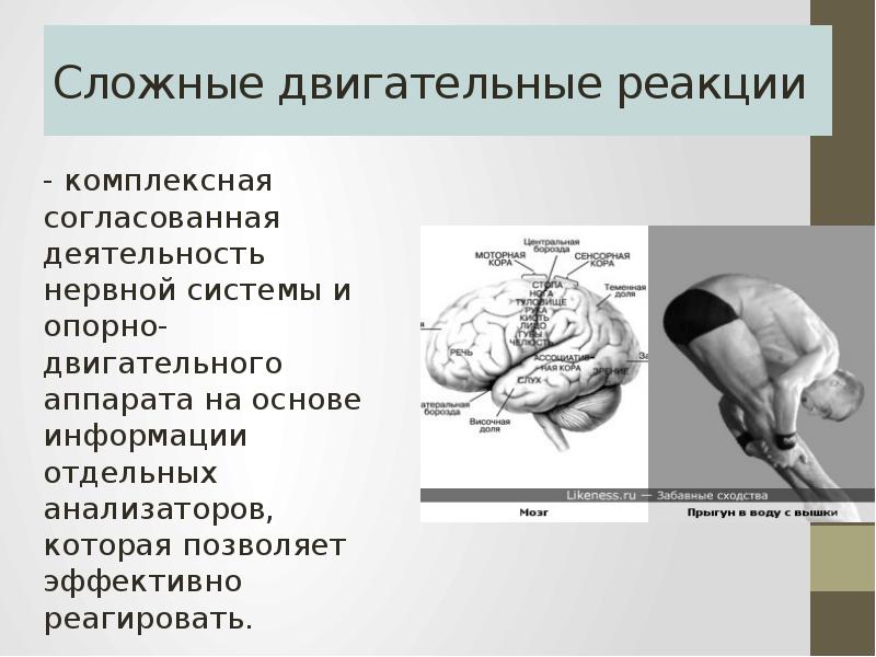 Сложные двигательные. Быстрота сложной двигательной реакции это. Сложная двигательная реакция. Примеры сложной двигательной реакции. Примеры простой двигательной реакции.