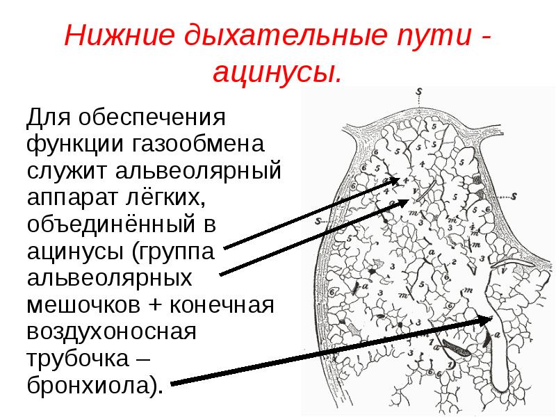 Воздухоносные пути выстланы