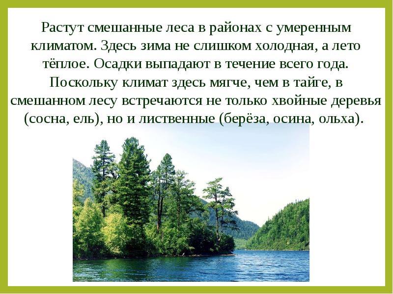 Класс смешанные леса. Рассказ о смешанных лесах. Смешанные леса рассказ. Рассказ о смешных лесах. Рассказ про смешанный лес.