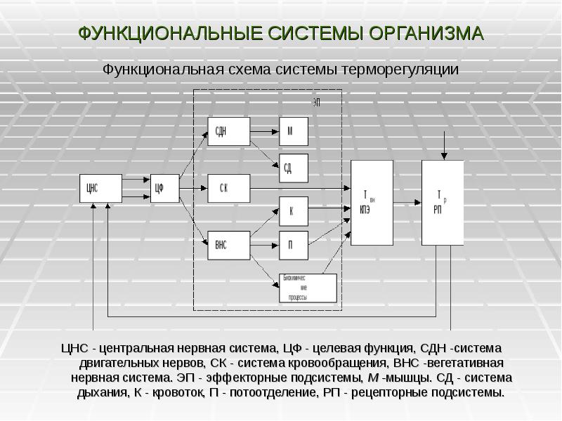 Схема биотехнической системы