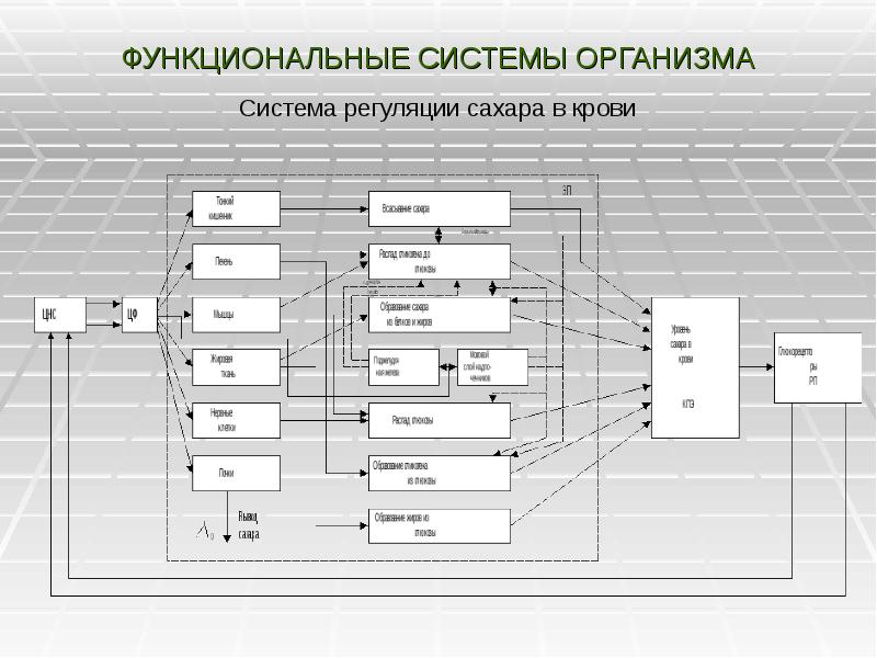 Схема биотехнической системы