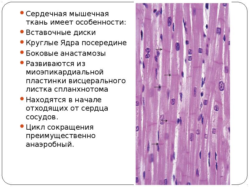 Особенность сокращения сердечной мышечной ткани