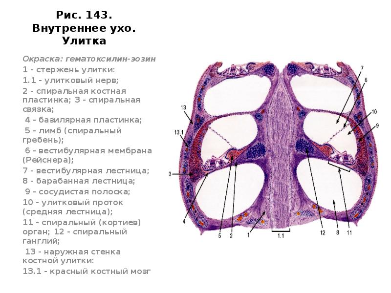 Орган слуха гистология презентация