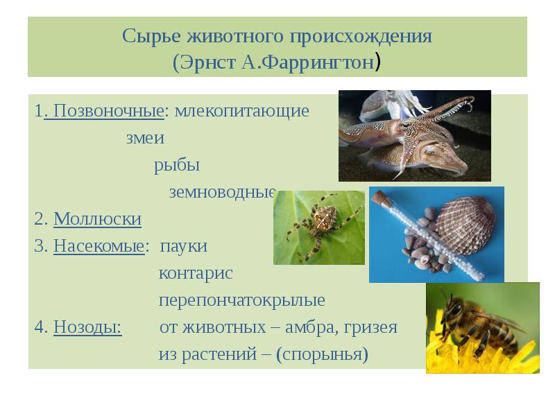 Лекарственные средства животного происхождения презентация