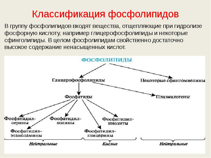 Классификация фосфолипидов  В группу фосфолипидов входят вещества, отщепляющие при гидролизе
