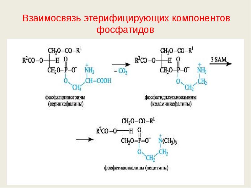 Взаимосвязь этерифицирующих компонентов фосфатидов